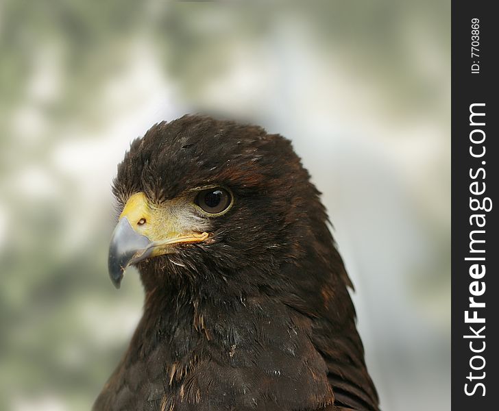 Portrait of an eagle. It is as powerful as its relative