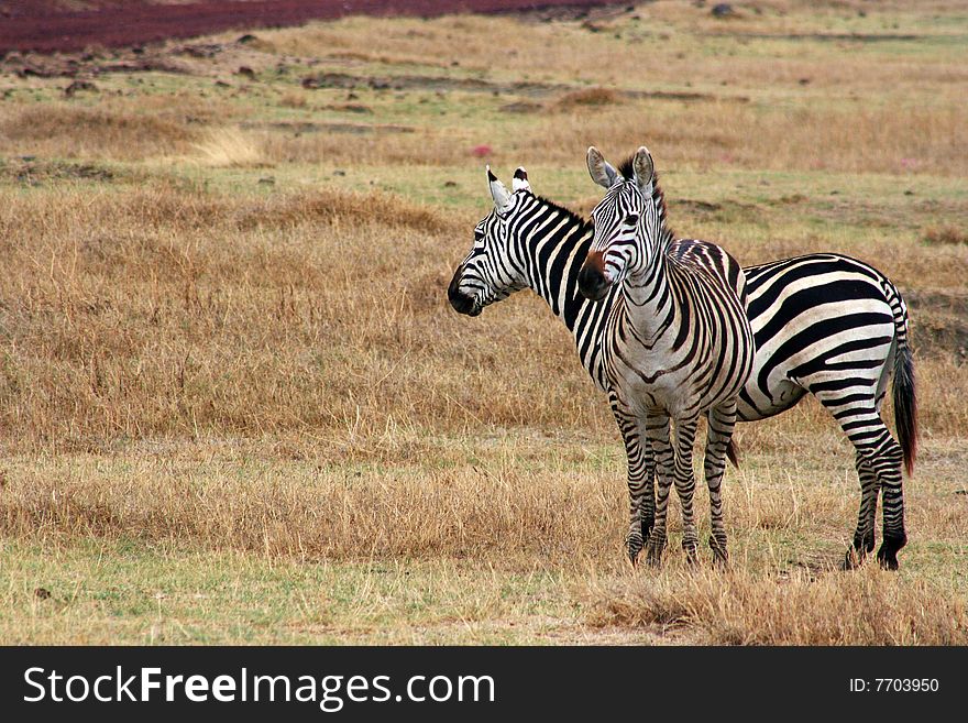 A pair of zebras in the wild