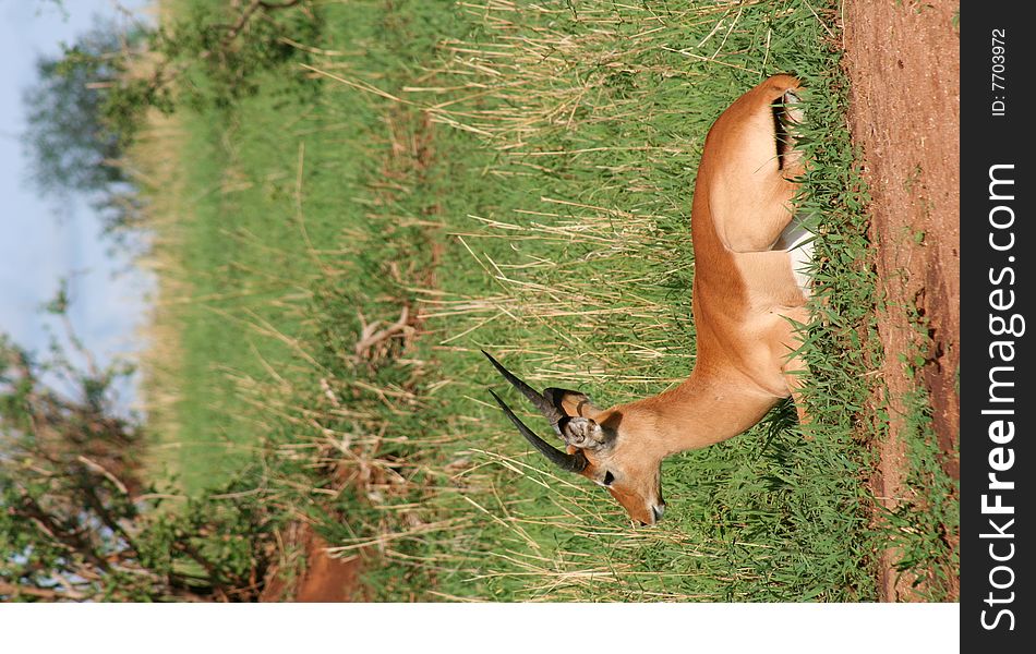 A male impala sitting in the grass. A male impala sitting in the grass