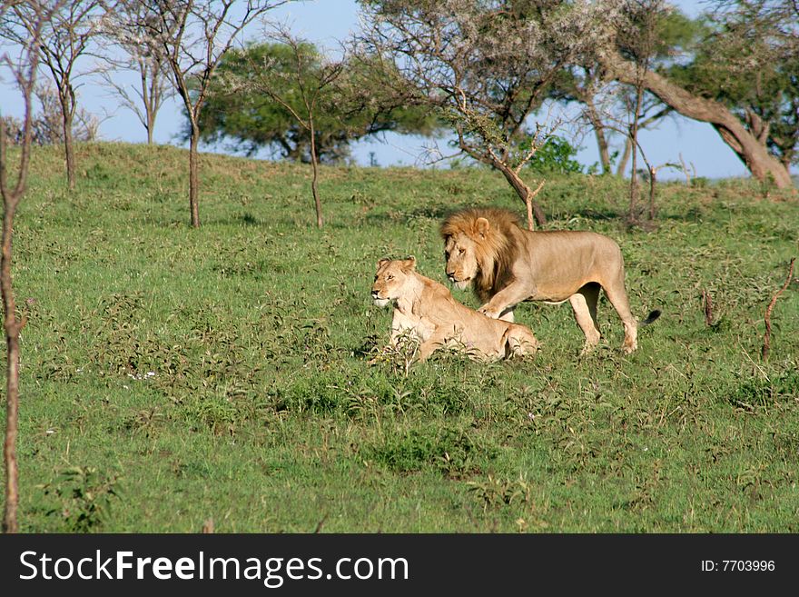 A male and female lion breeding pair in the wild. A male and female lion breeding pair in the wild