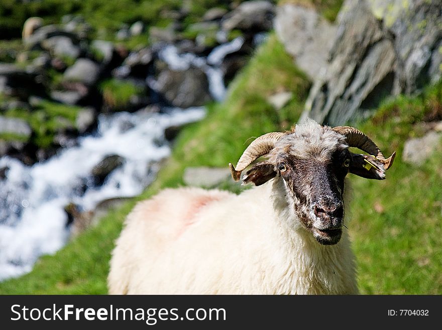 Sheep herd on mountain plateau pasture (Carpathian mountain, Romania)