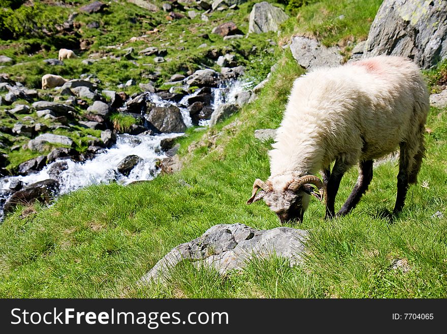 Sheep herd on mountain plateau pasture (Carpathian mountain, Romania)