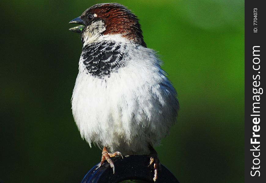 A sparrow sitting by a canicular day on a gate in a fence. A sparrow sitting by a canicular day on a gate in a fence