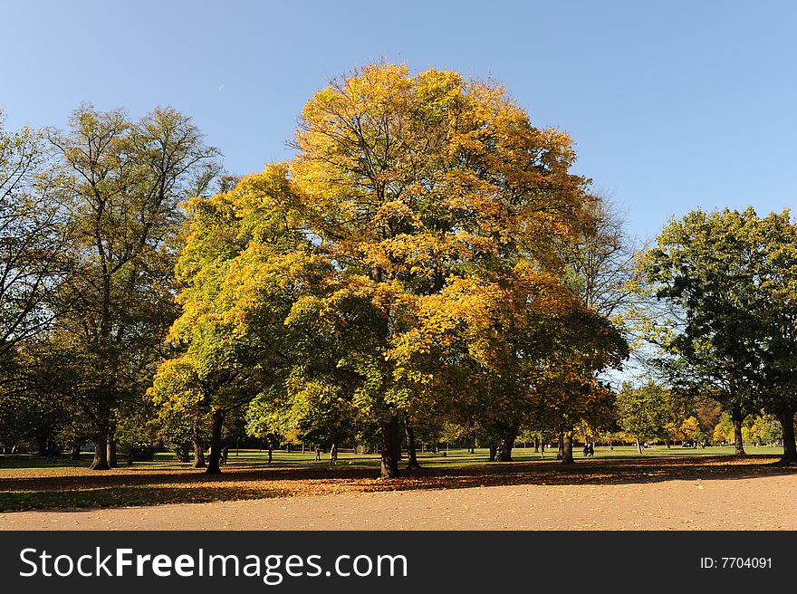 Autumn tree in Hyde Park, London