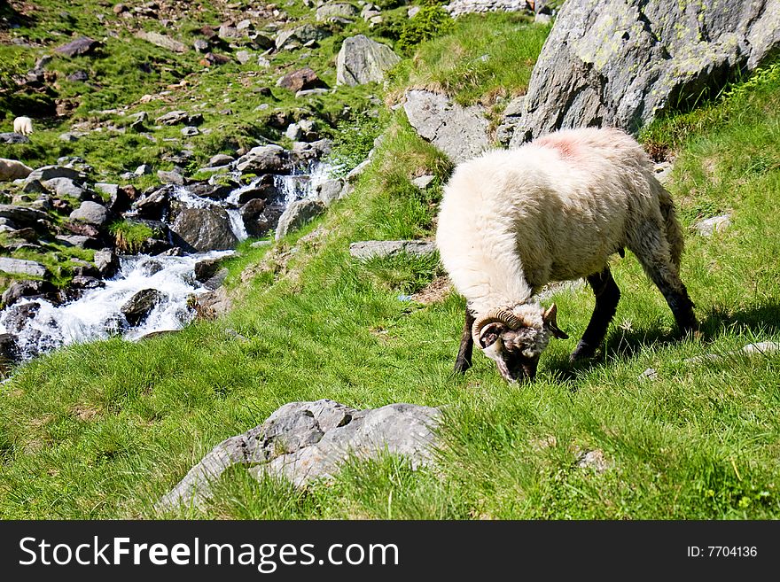 Sheep Herd On Mountain Plateau