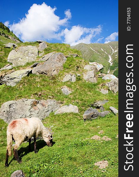 Sheep herd on mountain plateau pasture (Carpathian mountain, Romania)