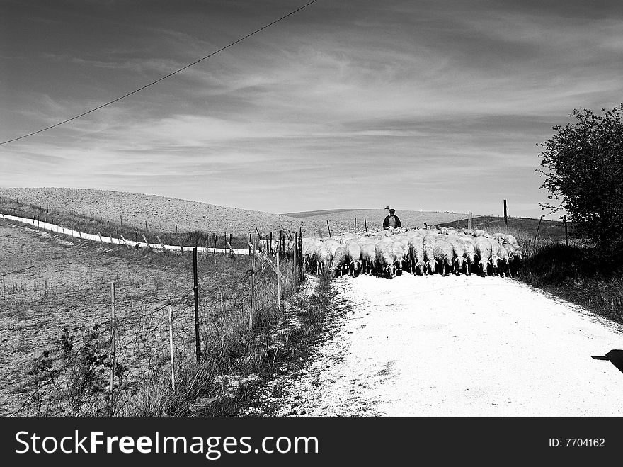 Old times image in black&white showing a agriculture landscape and e flock of sheep