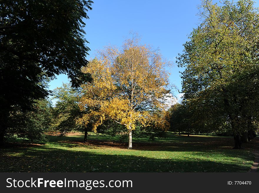 Autumn tree in Hyde Park, London. Autumn tree in Hyde Park, London