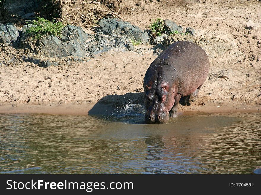 A hippopotamus about to jump into a waterhole
