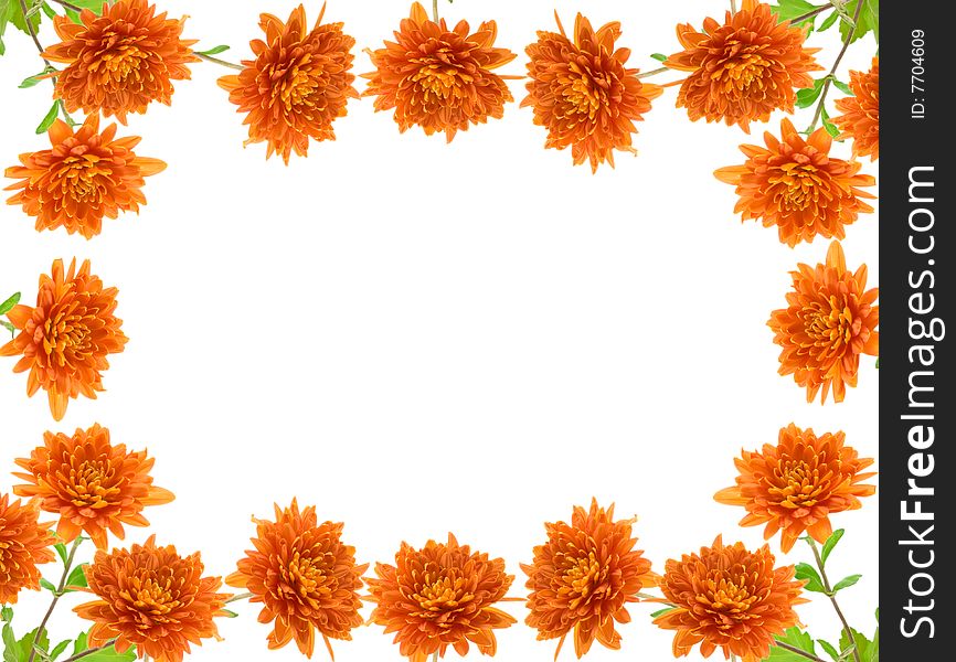 Flowers frame, Aster, on white background.
