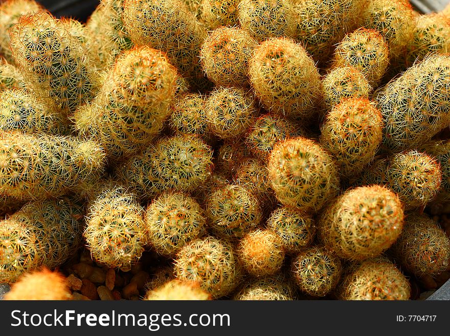 A group of cactus plants thailand.