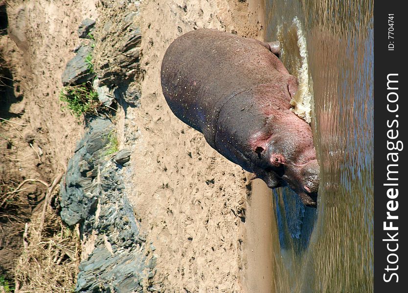A hippopotamus walking into the water