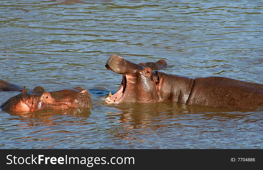 A hippopotamus fight in the water. A hippopotamus fight in the water