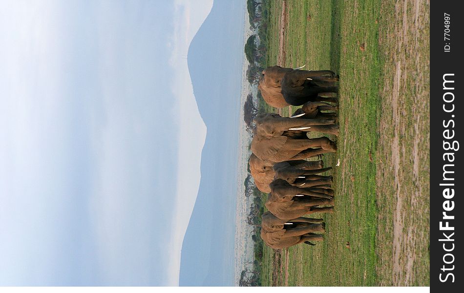 Elephant Herd