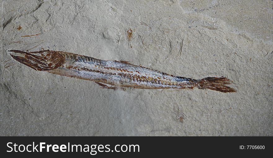 Macro image of a Fish Fossil