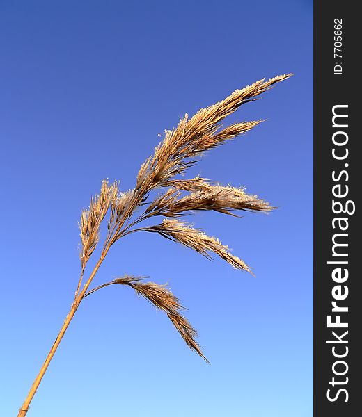 The cane on a blue sky background in winter.