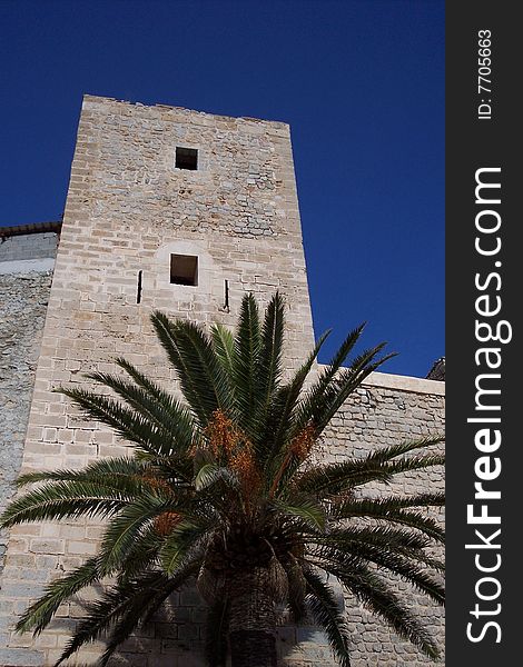Palm tree next to a large Spanish Fort.