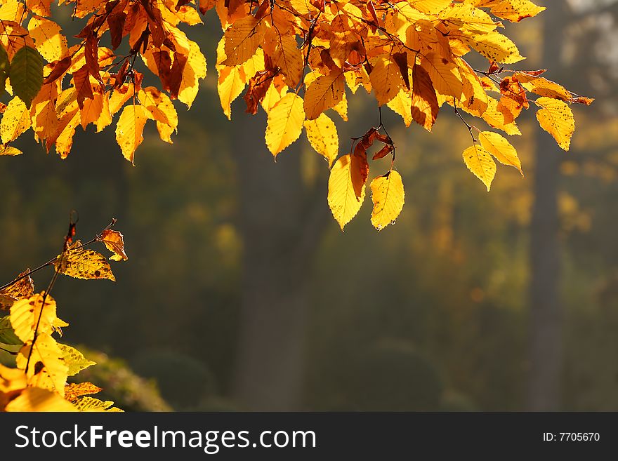 Beautiful detail of autumn leafs. Beautiful detail of autumn leafs