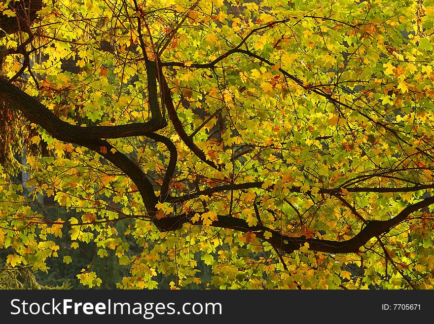 Beautiful detail of autumn leafs. Beautiful detail of autumn leafs