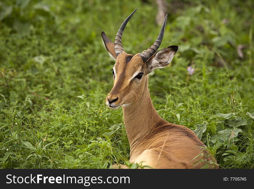 Young male impala