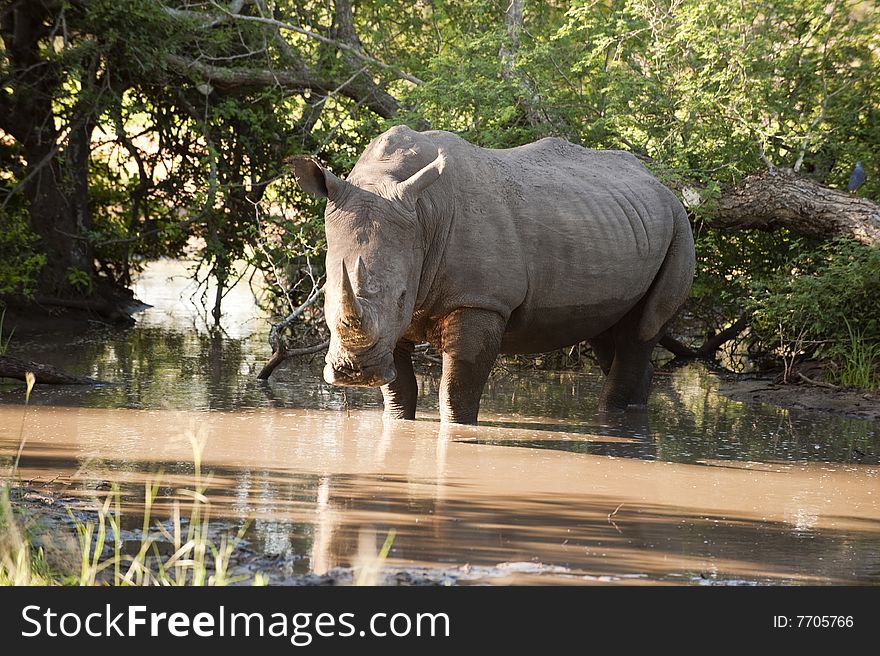 Rhino In Kruger Park