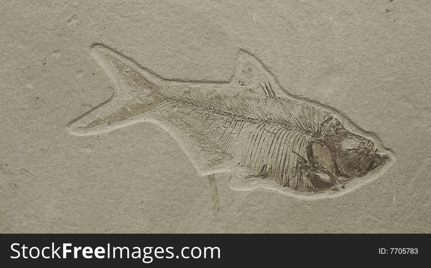 FISH FOSSIL