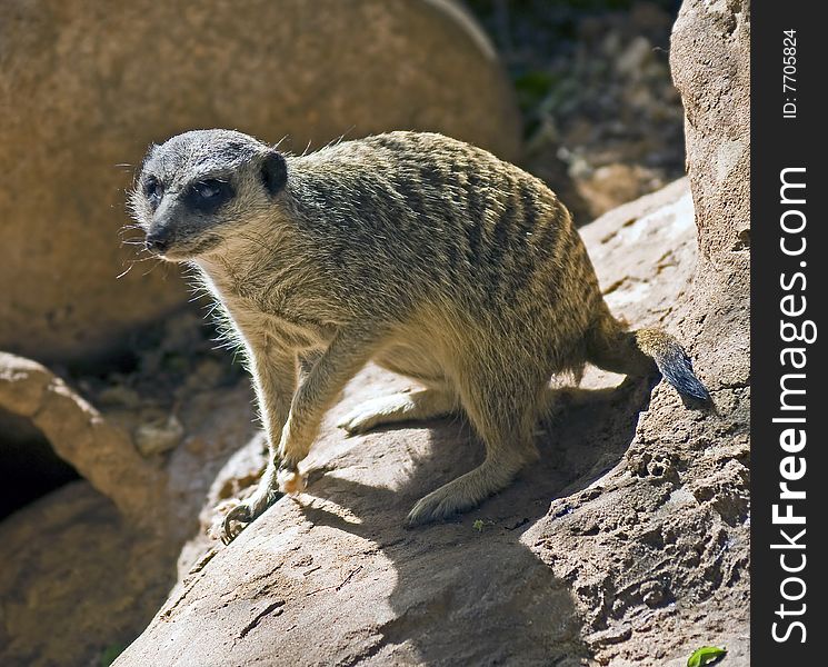 View of meerkat on the rock. View of meerkat on the rock