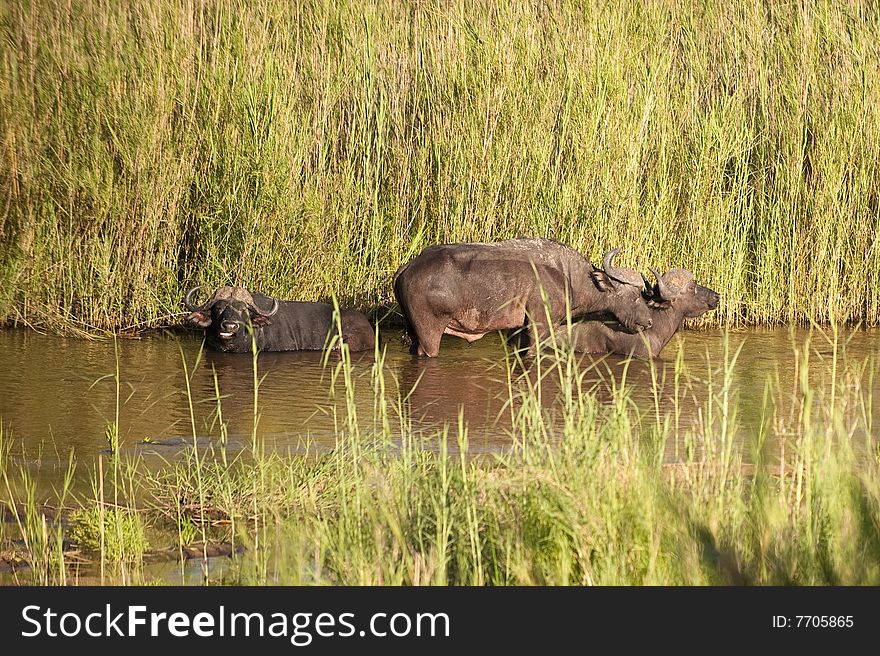 Buffalo bull in Kruger park