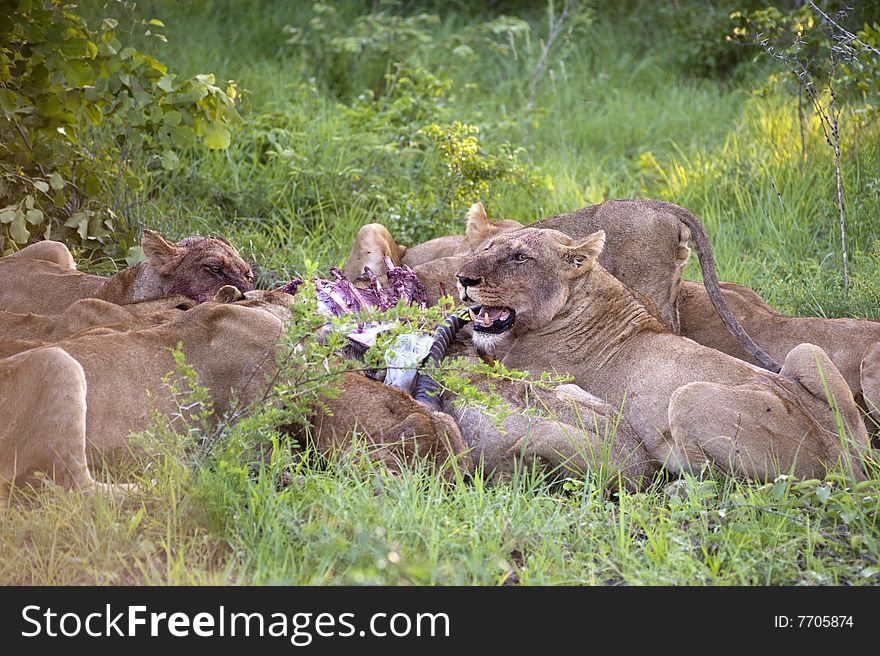 Lion family eating their prey