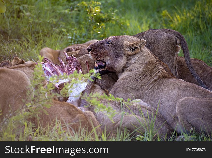 Lion family eating their prey