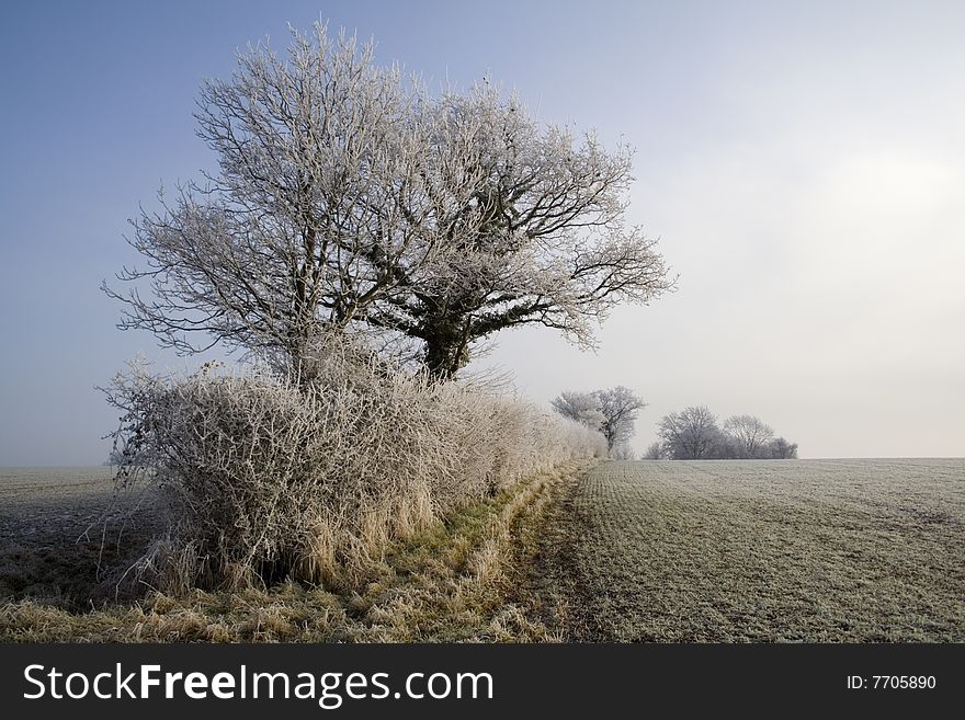 A frost bitten hedgerow in the midwinter sun. A frost bitten hedgerow in the midwinter sun.