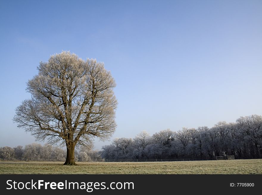 A lonely oak tree stands naked against the January chill. Includes copy space. A lonely oak tree stands naked against the January chill. Includes copy space.