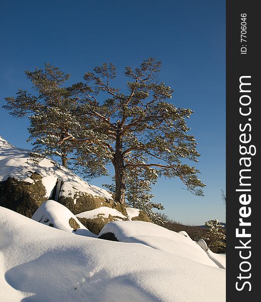 Two pines with white snow. Two pines with white snow