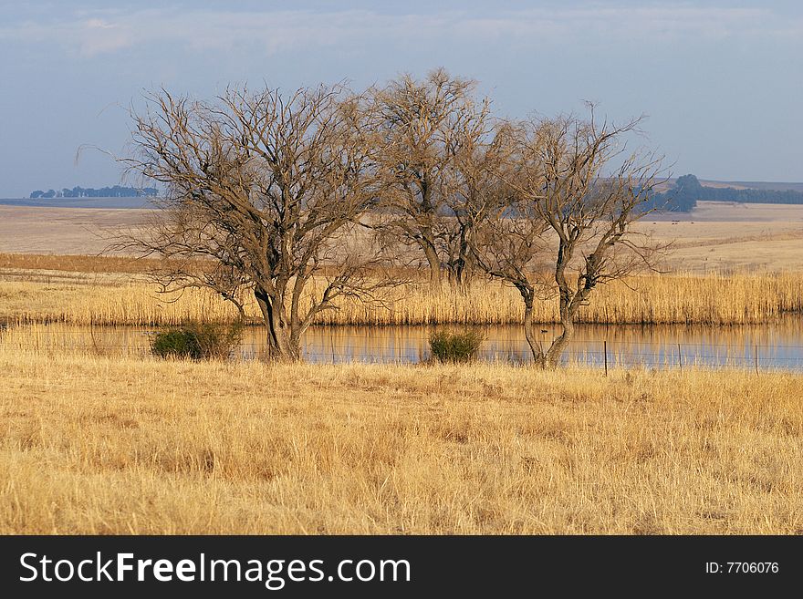 A pond with willow trees in dry winter farmland. A pond with willow trees in dry winter farmland