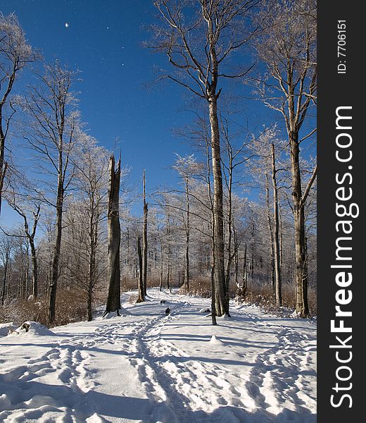 Carpathians' forest is in winter. Carpathians' forest is in winter