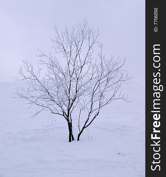 Small tree with white snow. Small tree with white snow