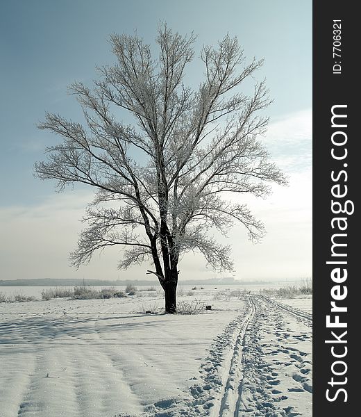 One tree on snowy plain in winter. One tree on snowy plain in winter