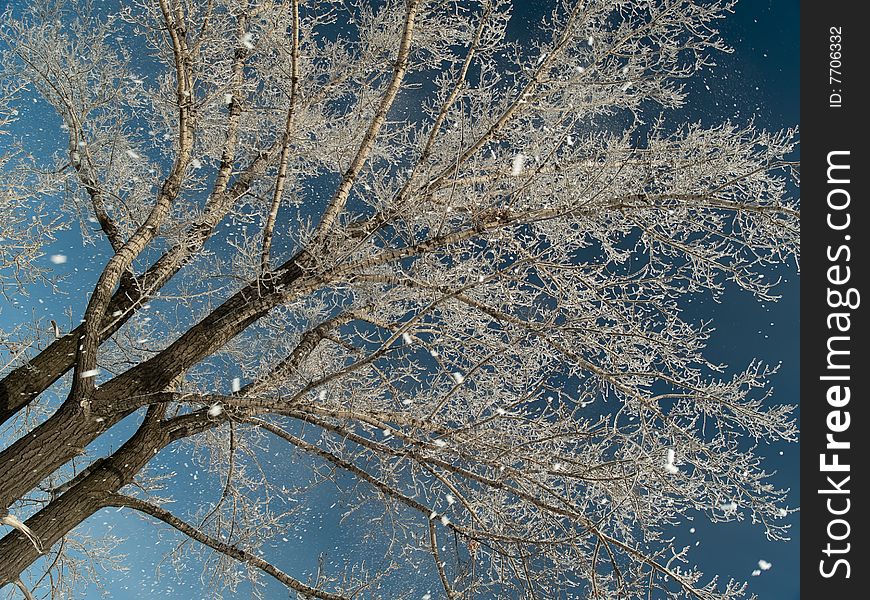 Snowfall and tree