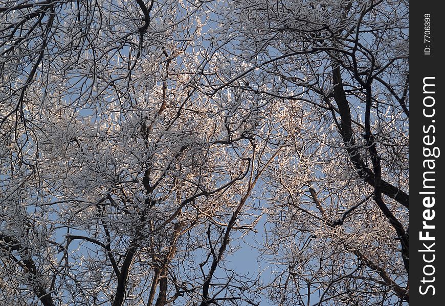 Tree branches covered with ice on blue sky background. Tree branches covered with ice on blue sky background