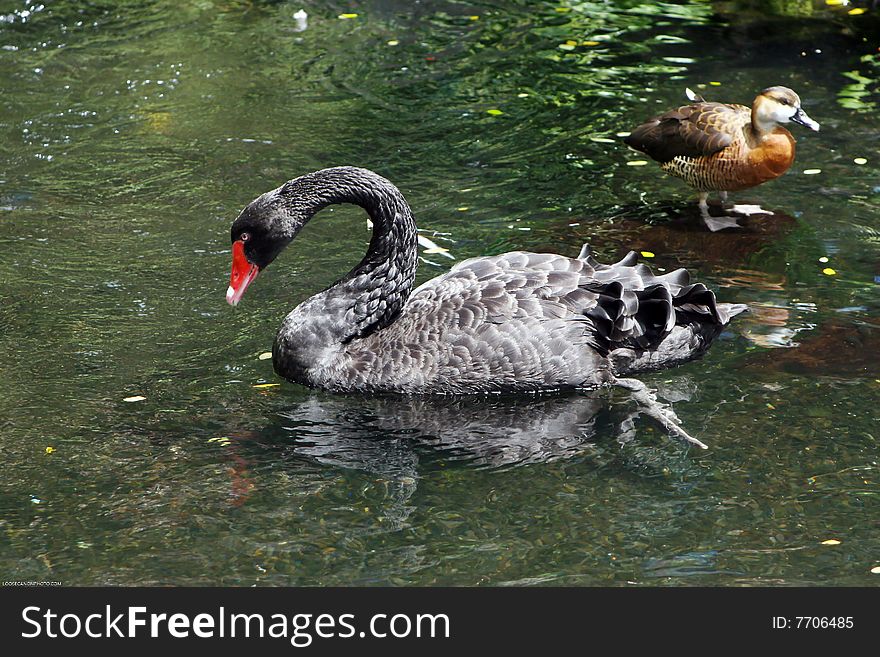 Black swan swimming with duck