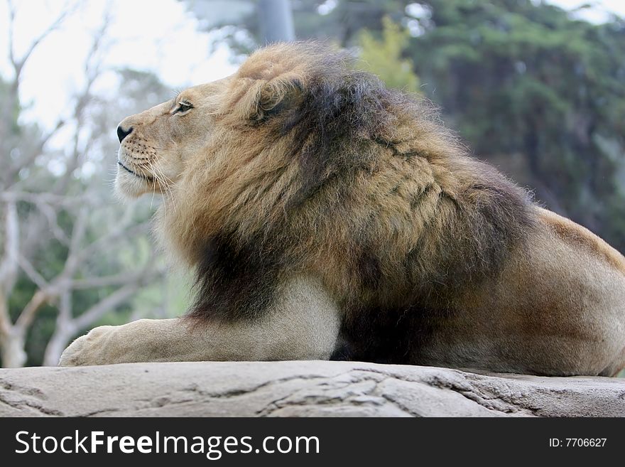 Noble profile of a lion lying on a rock. Noble profile of a lion lying on a rock