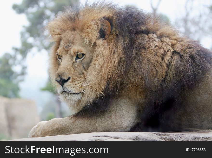 Head and shoulder view of a male Lion lying on a rock