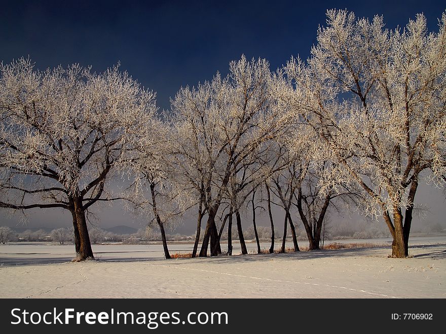 Trees And Frost