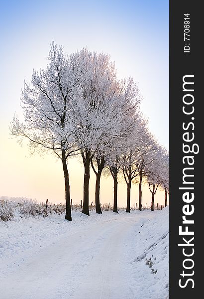 Row of winter trees with pale sunset