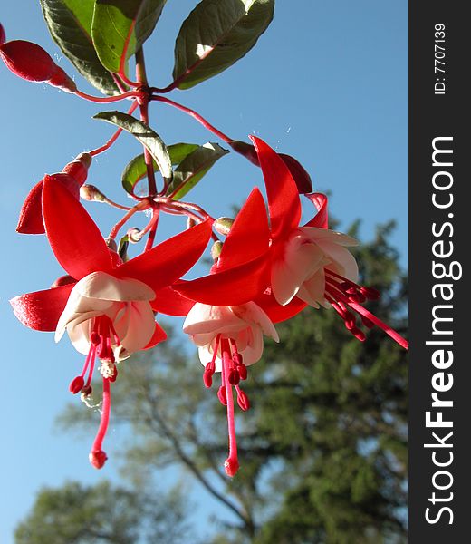 Red and White Fuchsia Flowers Hanging against the Blue Sky and Trees - a well balanced bud and flower group of fuchias draped against the sky with trees in the background.