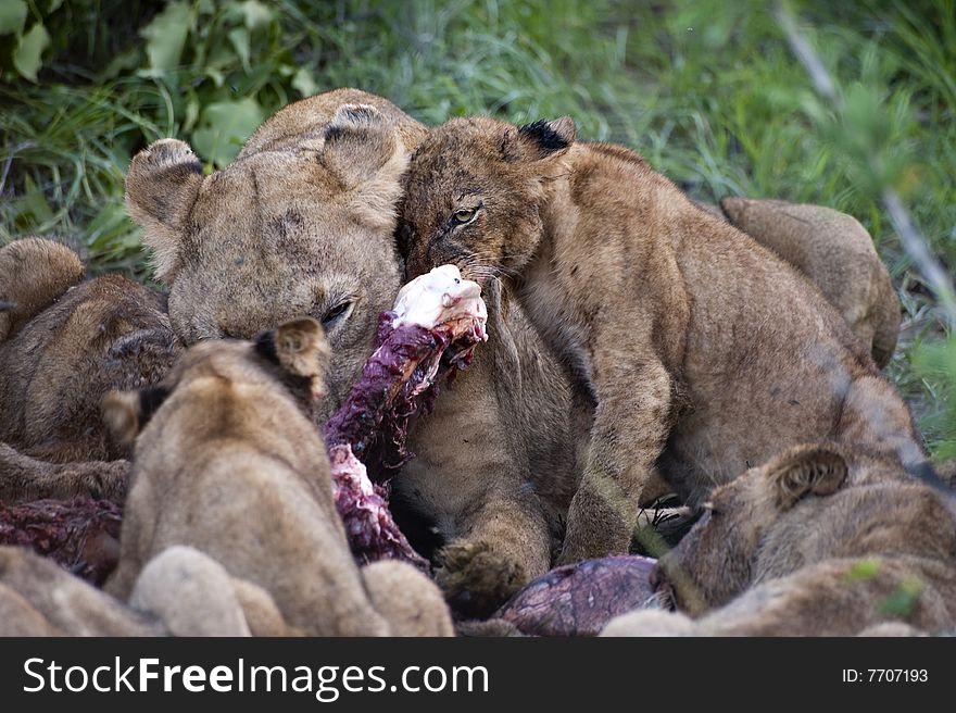 Lion family eating their prey