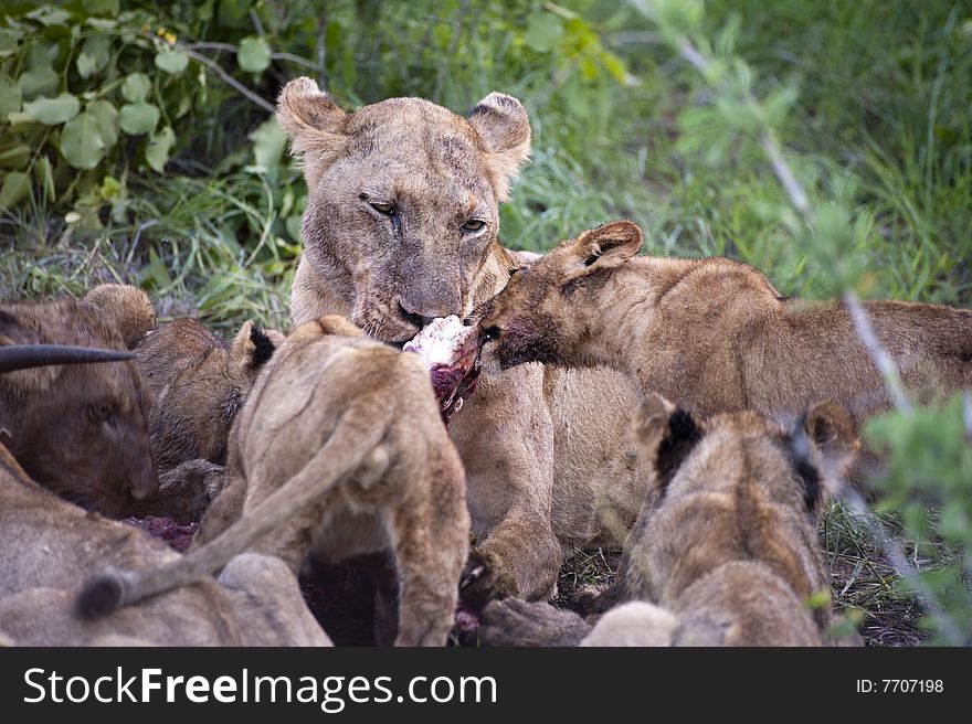 Lion family eating their prey