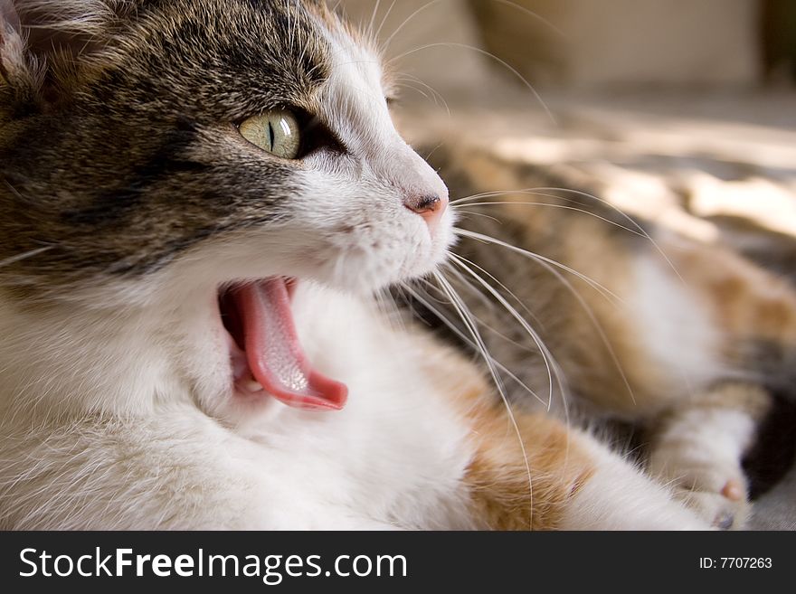 A Yawning Cat