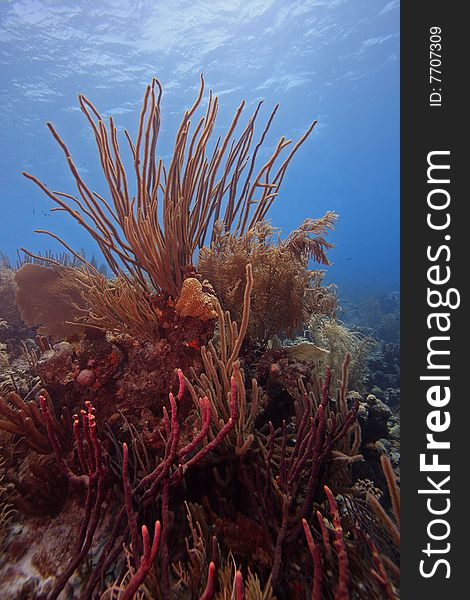 Colony of soft corals including Sea Rods and a Sea Fan, Bonaire