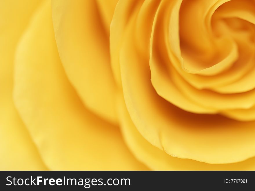 Yellow Rose Romantic Background
